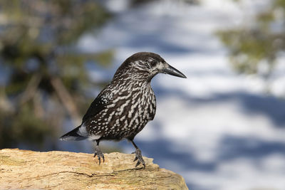 Close-up of bird perching on rock