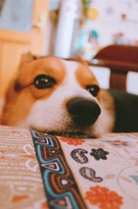 Close-up portrait of dog at home