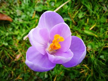Close-up of pink crocus blooming outdoors