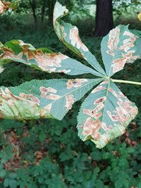 High angle view of leaves on tree trunk