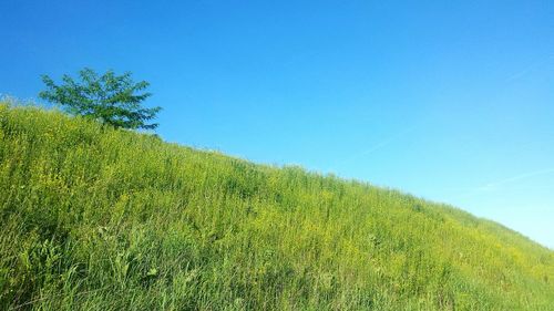 Green grass against clear blue sky