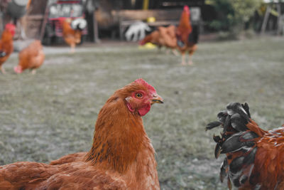 Close-up of rooster on field