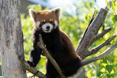 Portrait of red panda on tree