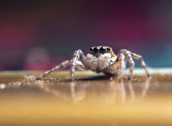 Close-up of spider on the table