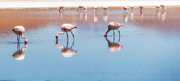 Flock of birds in lake