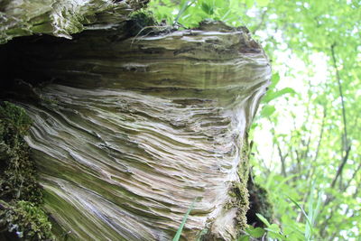 Close-up of tree trunk in forest