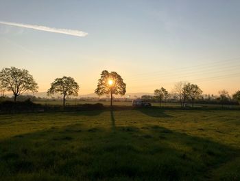 Trees on field against sky during sunset