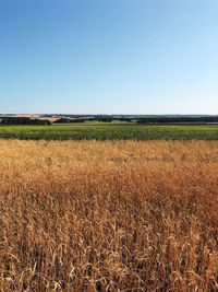 Scenic view of field against clear blue sky