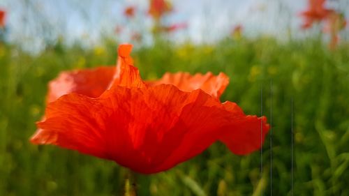 Close-up of orange poppy flower on field