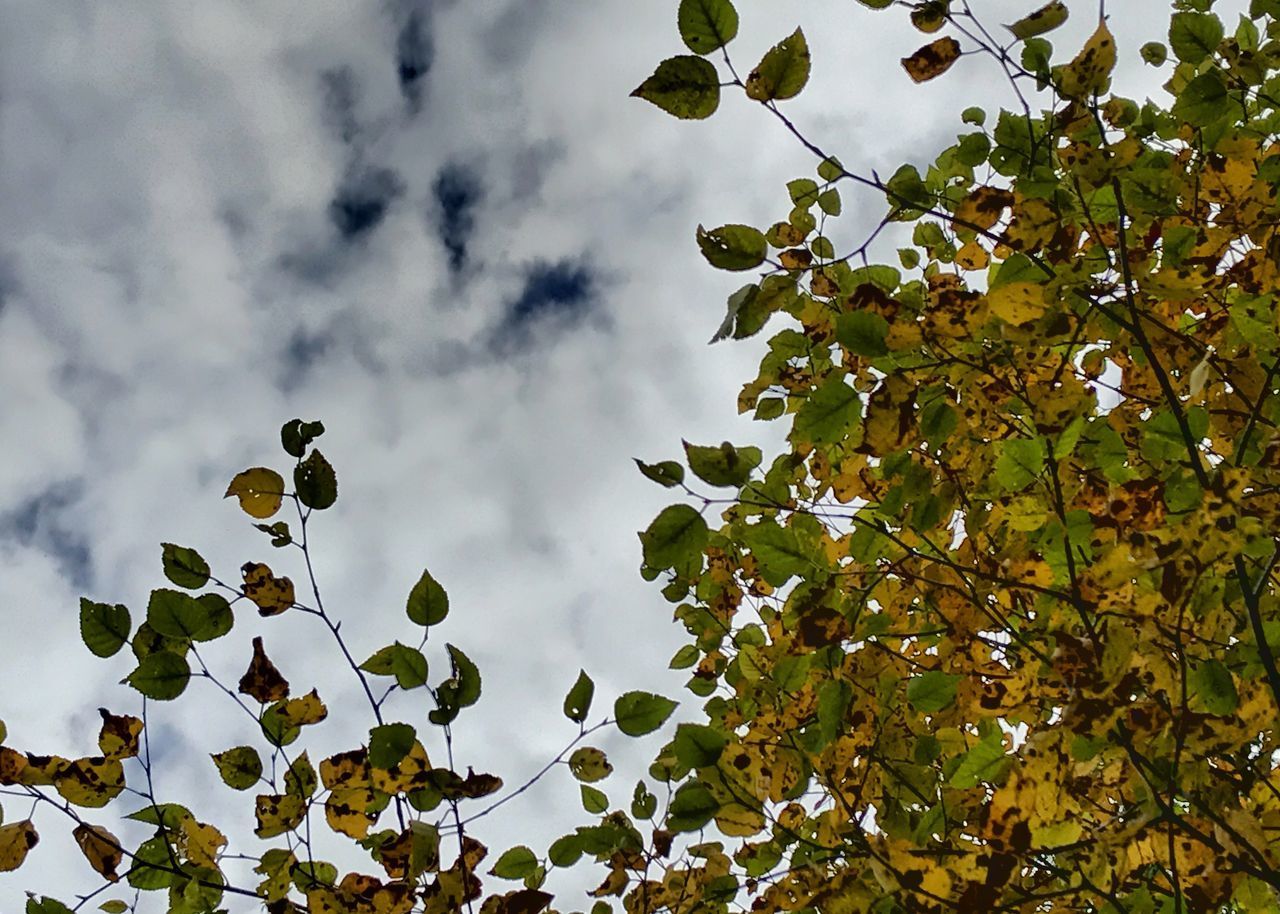 LOW ANGLE VIEW OF FRUIT TREE AGAINST SKY