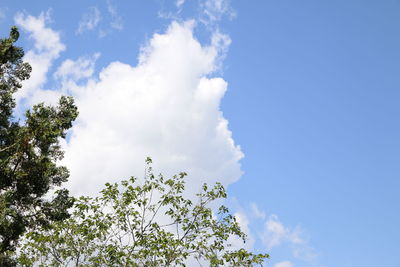 Low angle view of trees against blue sky