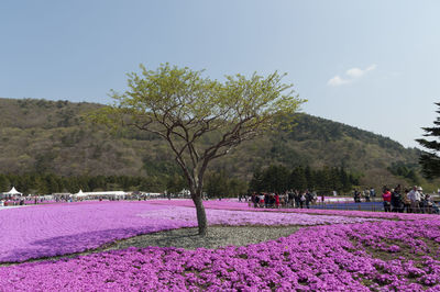 Pink flowers in field