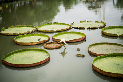 High angle view of water lilies floating on lake