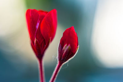 Close-up of red rose flower