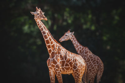 Giraffes in forest