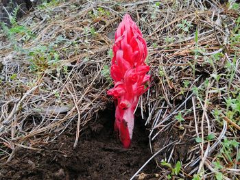 Plant growing on field