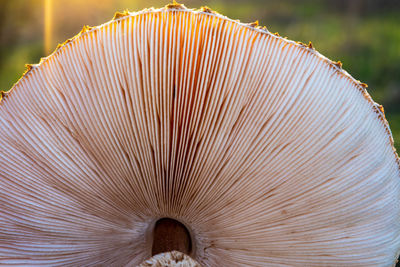 Close-up of mushrooms