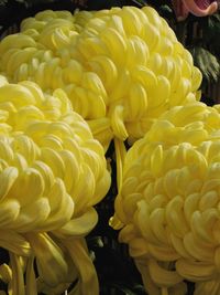 Close-up of yellow chrysanthemum