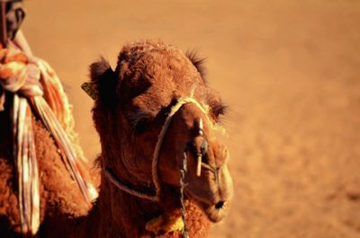 Close-up of camel on desert