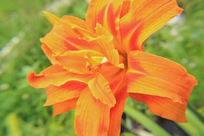 Close-up of yellow flowers blooming outdoors