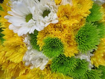 High angle view of yellow flowering plant