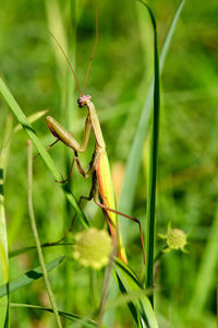 Close-up of insect on plant