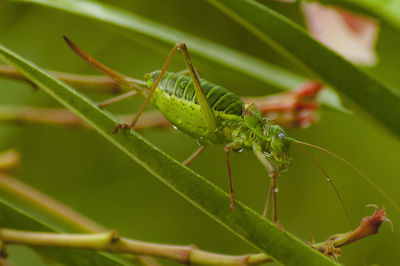 Close-up of insect on leaf