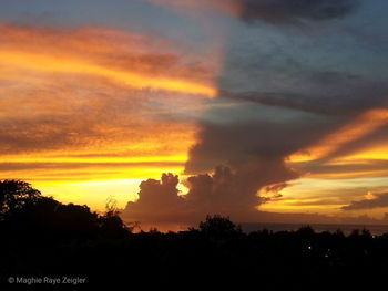 Low angle view of silhouette trees against orange sky