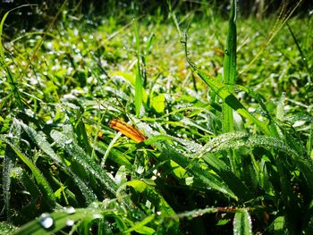 Close-up of insect on plant