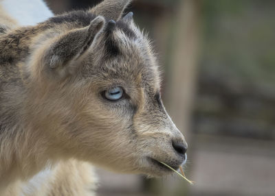 Close-up of a baby goat looking away chewing on hay