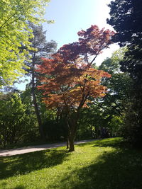 Trees in park during autumn