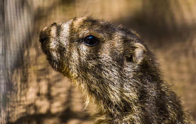 Close-up of an animal looking away