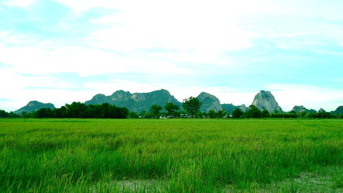 Scenic view of agricultural field against sky