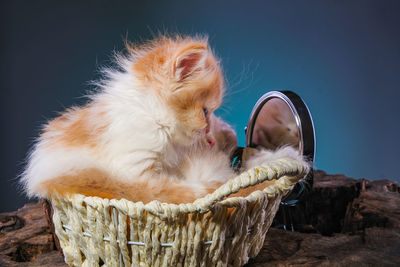 Close-up of a dog in basket