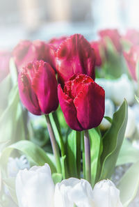 Close-up of pink tulip