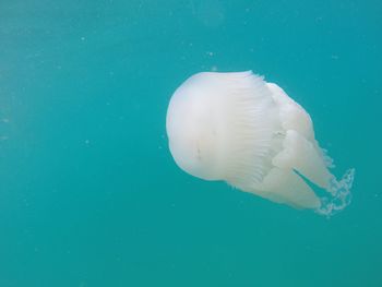 Close-up of jellyfish swimming underwater