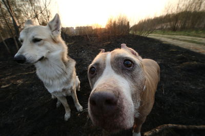 Close-up portrait of dog on field