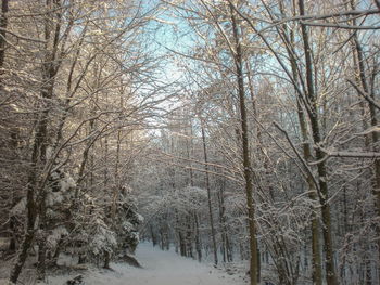 Bare trees in forest during winter