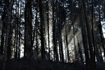 Low angle view of pine trees in forest