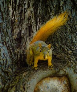 View of tree trunk