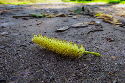 Close-up of caterpillar on a land