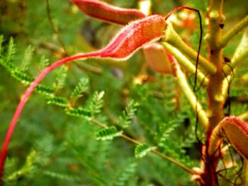 Close-up of red flower