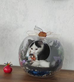 High angle view of cat eating food on table