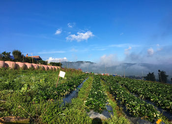 Plants growing on field against sky