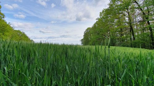 Scenic view of agricultural field against sky