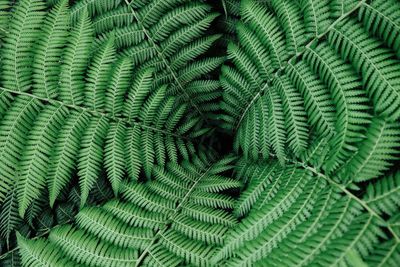 Close-up view of leaf