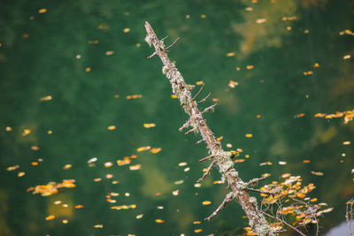 Close-up of plant during winter