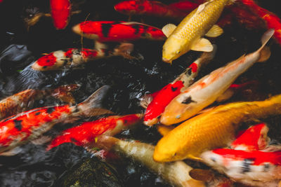 View of koi fish in sea