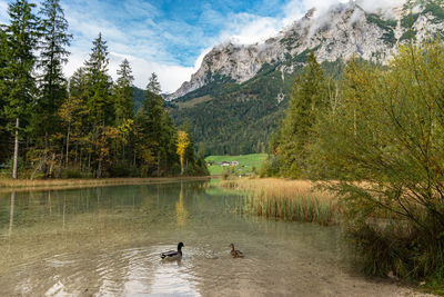 Ducks swimming in lake