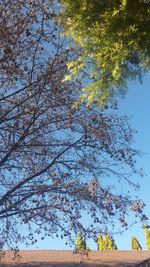 Low angle view of trees against blue sky